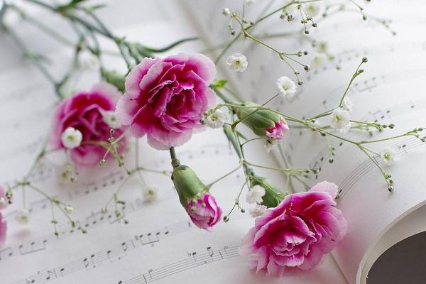 什么花代表健康平安