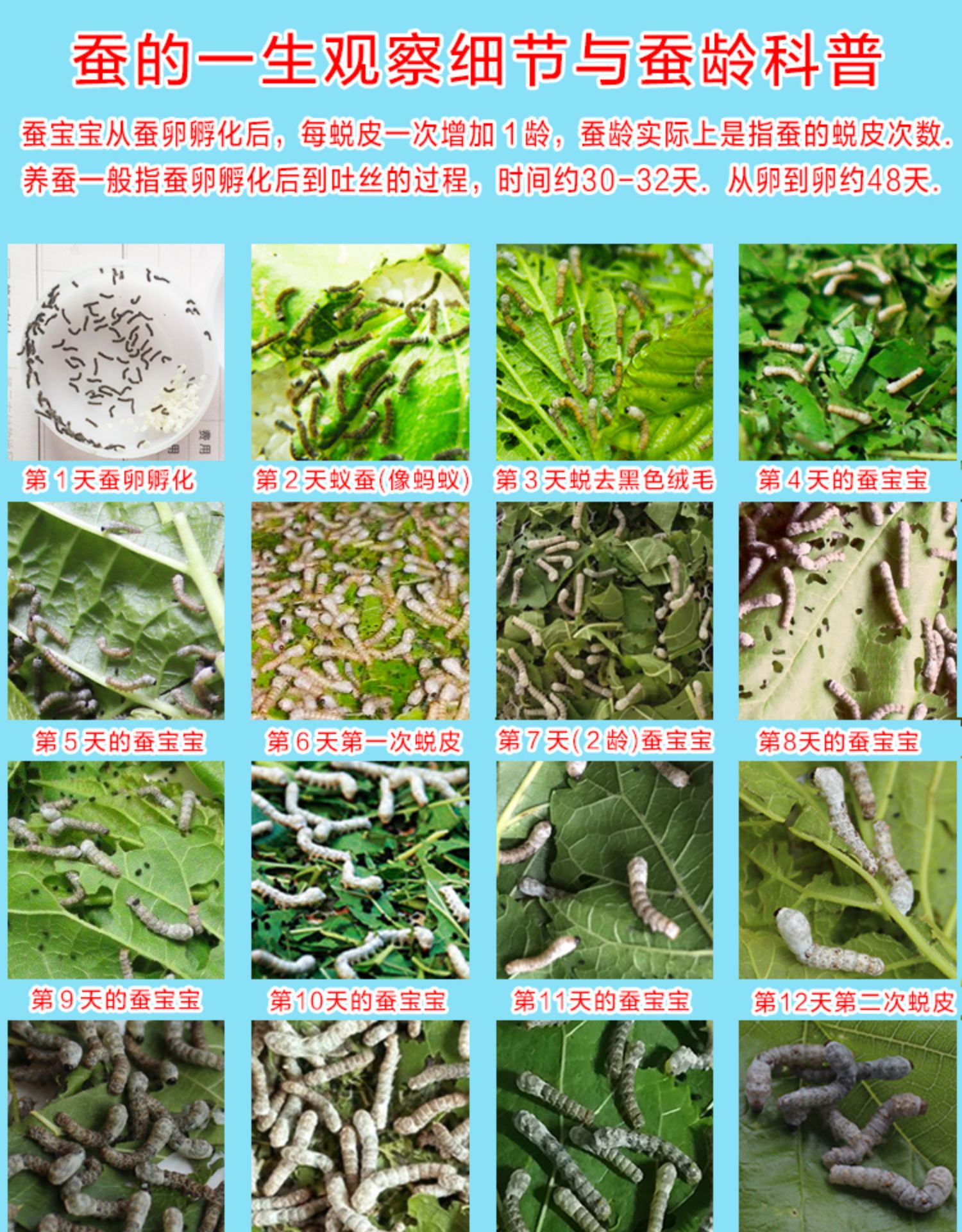 蚕宝宝活体小蚕1234龄蚕学生养蚕套装新鲜桑叶大巨蚕籽蚕卵送工具