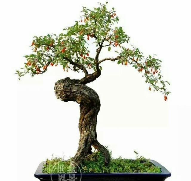 制作盆景要选取多年生的老桩,先对选好的枸杞桩进行观察判断,挖掘时先