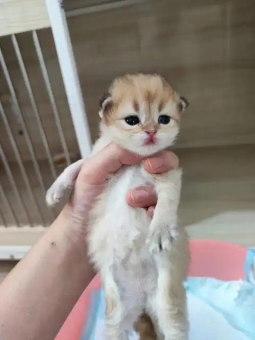 新脸版甜美系长毛金渐层幼崽