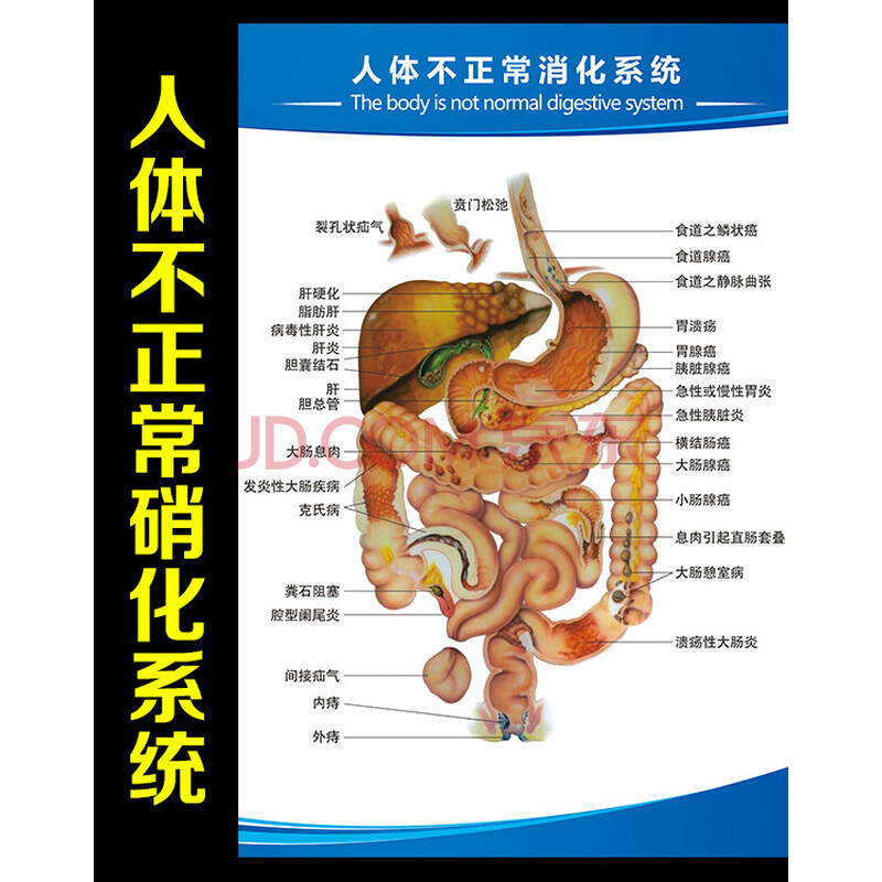 【凤雏家居】人体医学解剖图挂图消化系统人体内脏器官结构图墙贴宣传