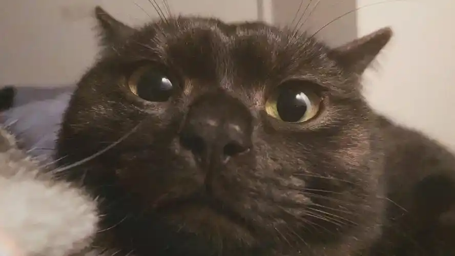 黑猫你这对对眼也太丑了吧