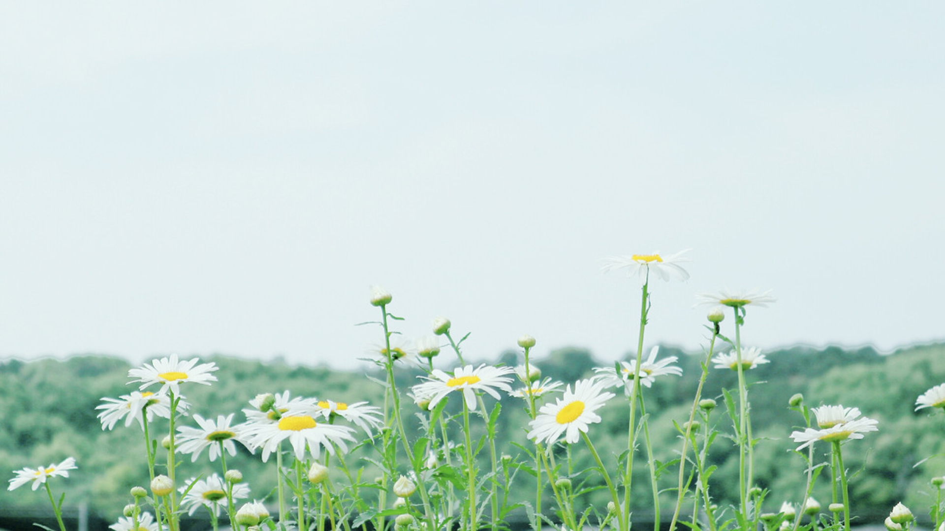 清爽春日风光摄影高清桌面壁纸