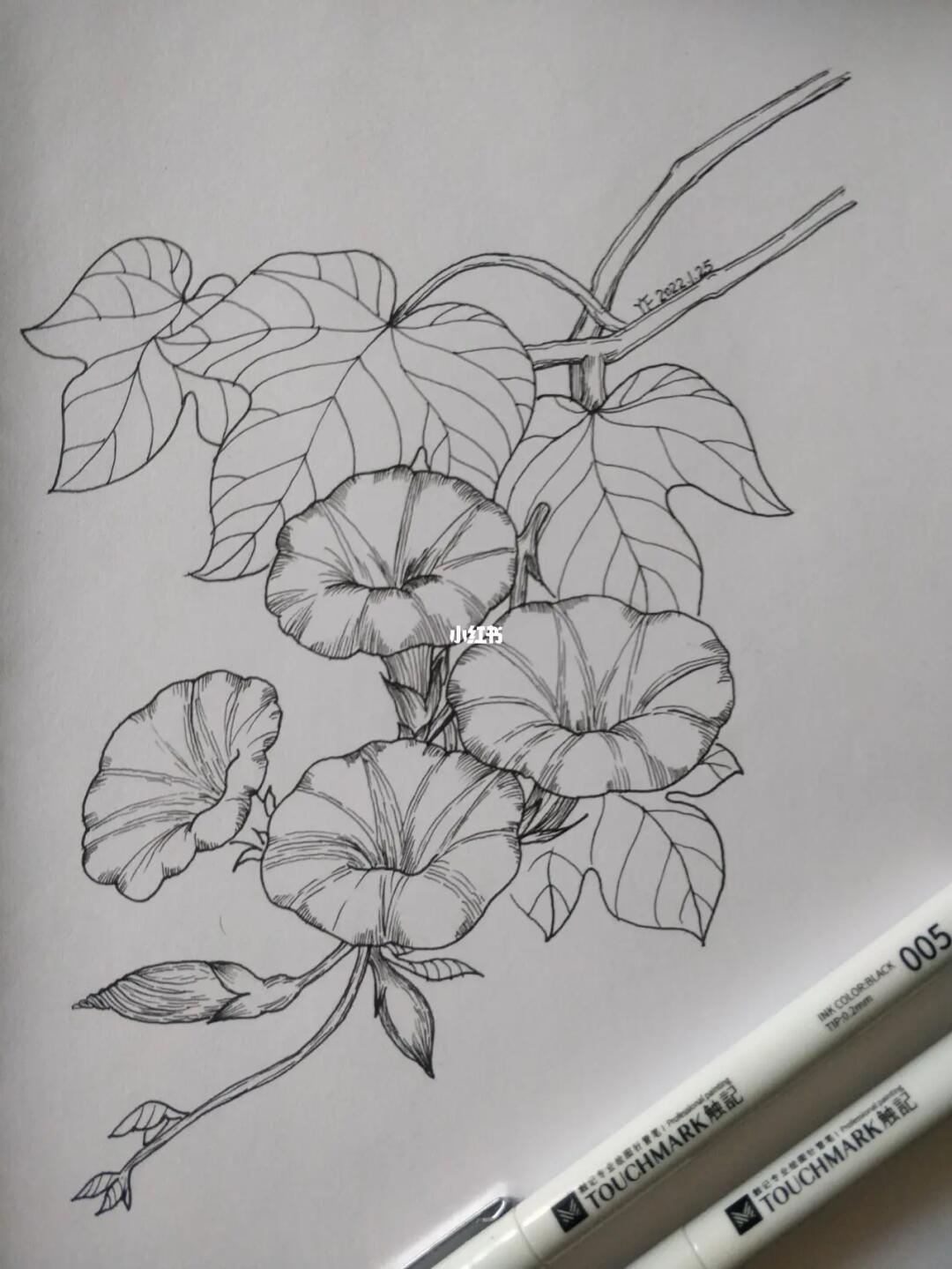 黑白线描花卉第19天牵牛花
