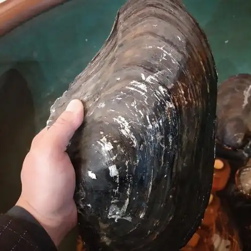 河蚌在一些地方称为蚌壳,歪儿,生活在淡水湖泊,池沼,河流等水底,半埋