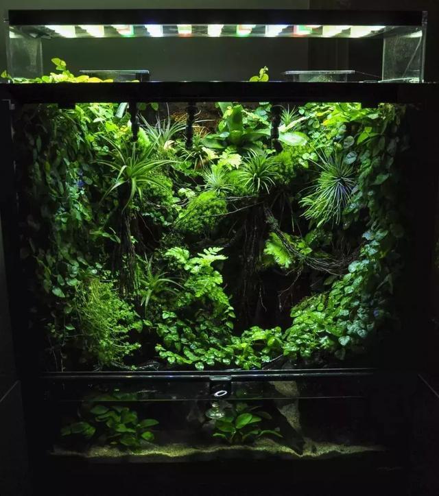 往届世界生态缸造景大赛作品集,ivlc是未来雨林造景的风向标