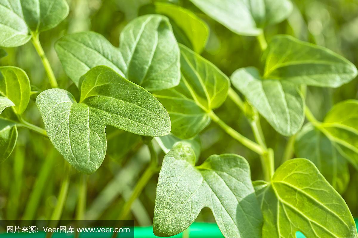 春天的牵牛花幼苗在容器中,特写