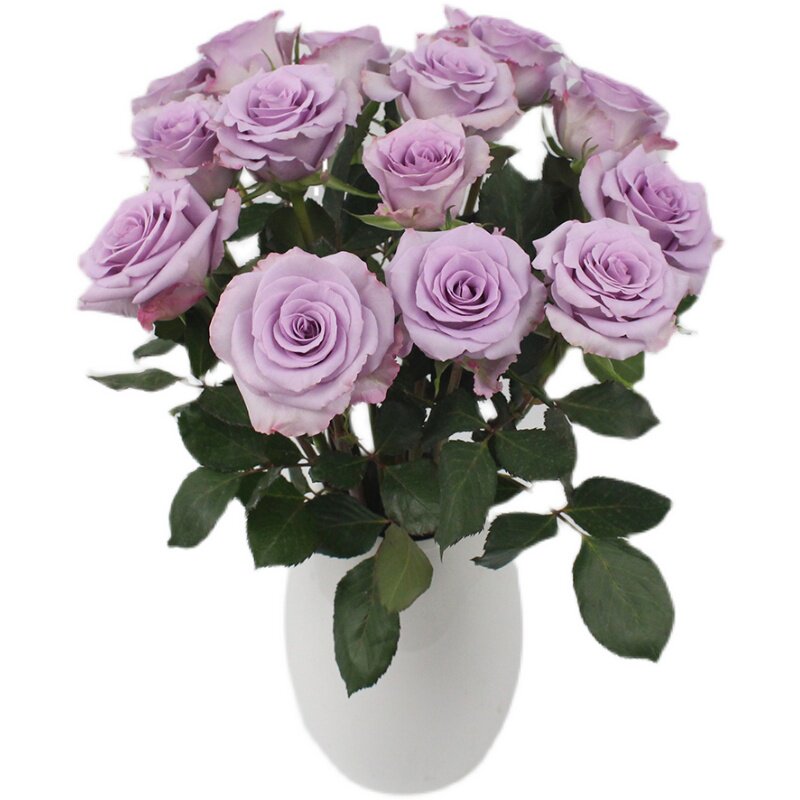 云南a级经典海洋之谜开放度好小花苞淡紫色玫瑰海洋之歌