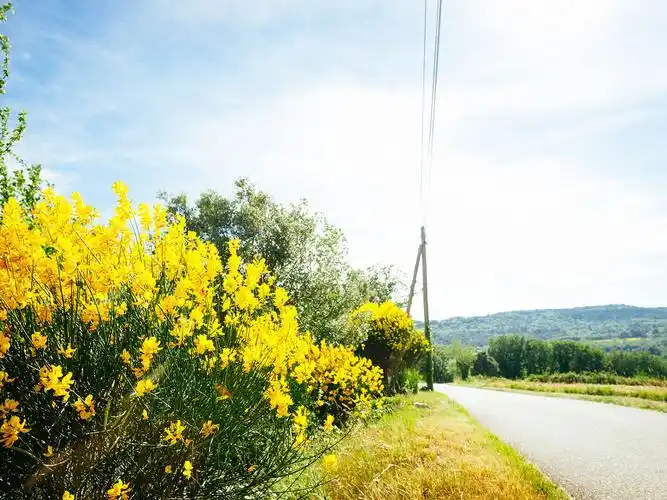 油菜花,陌上花,小路,安静,天空,晴朗,花海,盛开,阳光,浅夏,lukechan