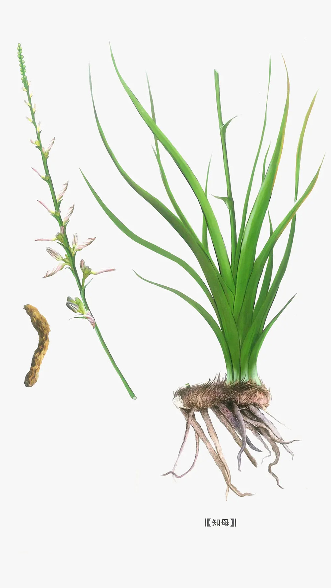 知母(百合科知母属植物)