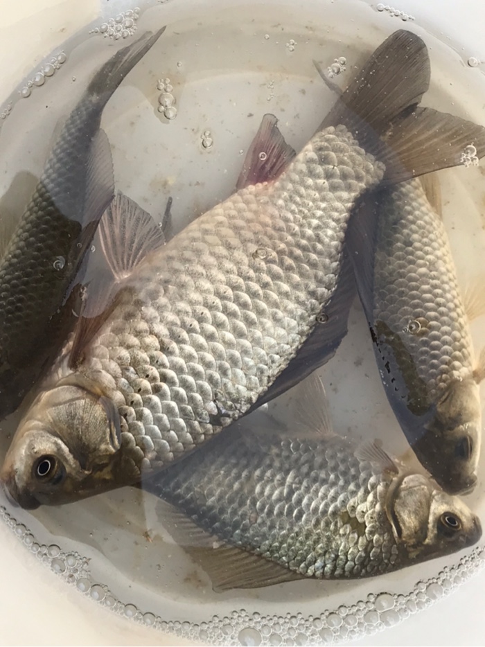 野钓浅水钓鲫鱼技巧_钓鲫鱼技巧_冬天钓鱼技巧野钓鲫鱼