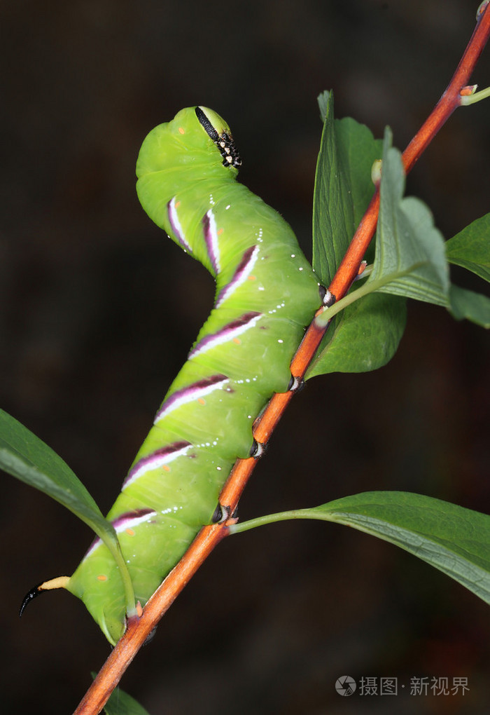 吃叶女贞鹰蛾毛虫
