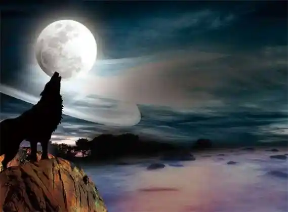 求几张狼对月咆哮的高清图 要霸气一点的图片只能找到一张不错的,在给