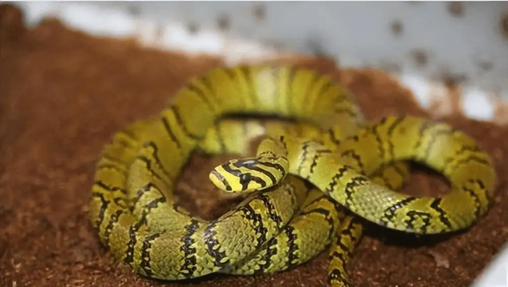 仅不到30条的横斑锦蛇,我国成功繁育,生性温柔被称为"最美蛇"