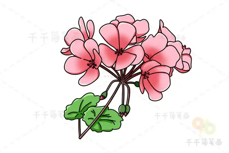 天竺葵简笔画步骤图