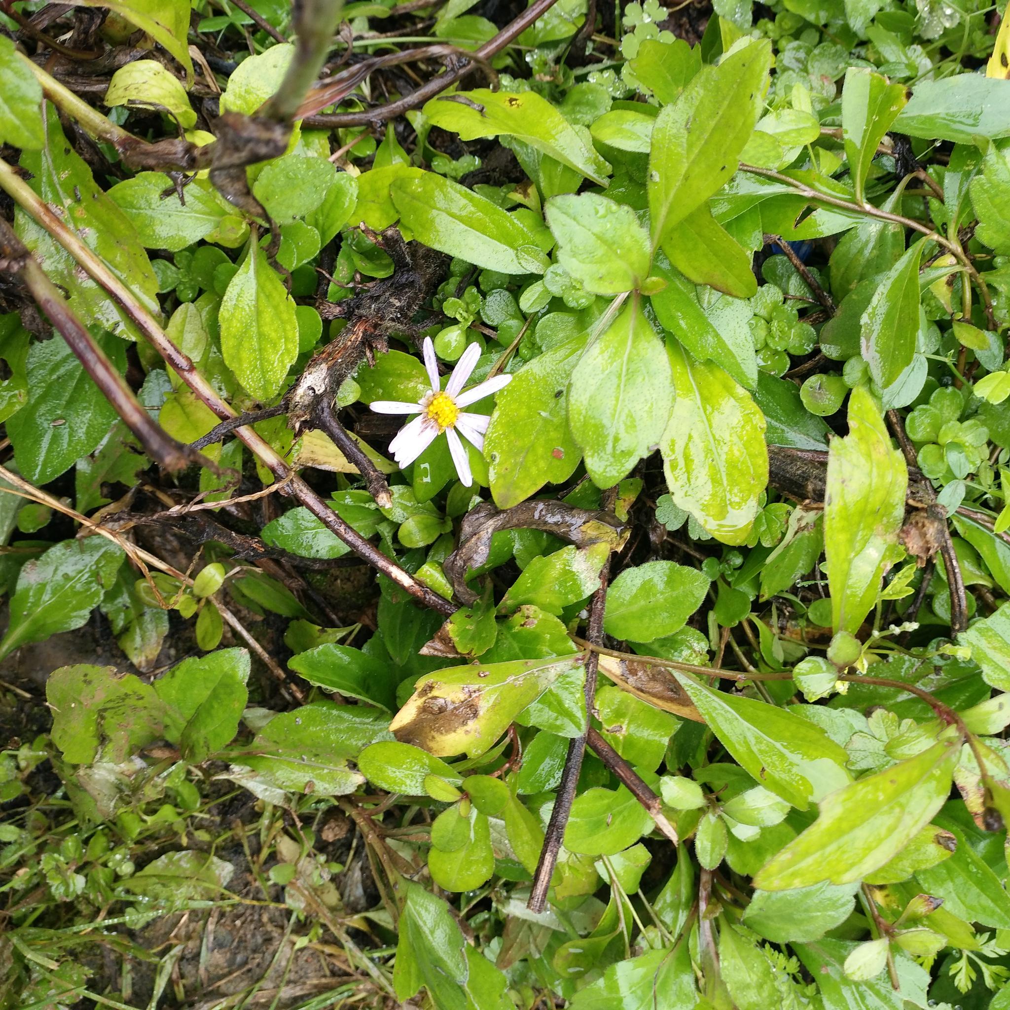 小时候割猪草,鱼鳅串是我们的首选,因为出门就可以割,路边或者自家的