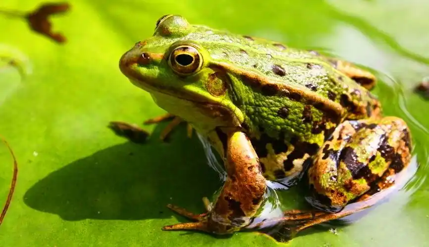 农村常见的蛙类大全(盘点乡下农村野生蛙类品种)-七暖网