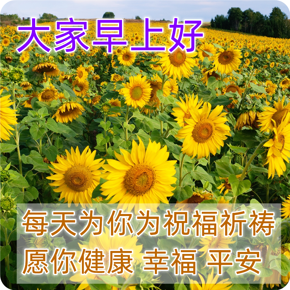 4月1日清晨问候大家早上好的漂亮鲜花图片,早上好温馨祝福语录图