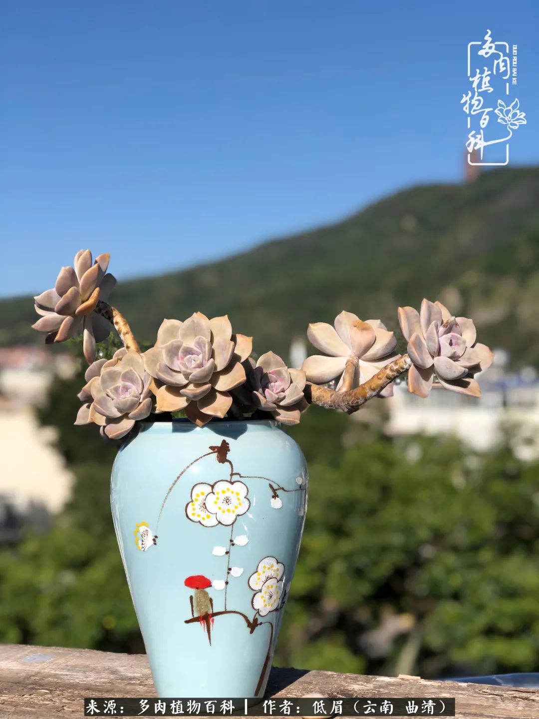 多肉圈里的紫衣小仙女们,爱你没商量!