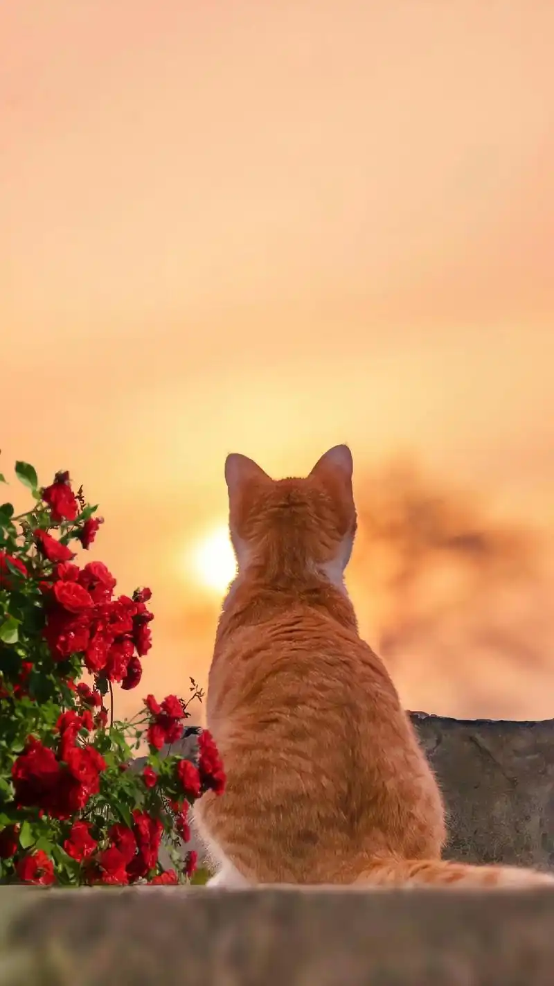 抬头看,天上就是光.#治愈系壁纸 #可爱猫咪 #小猫壁纸 # - 抖音