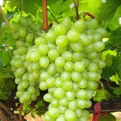 无核白鸡心葡萄