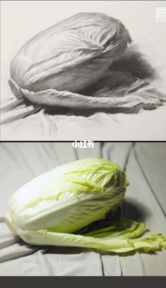 素描静物中考美术大白菜