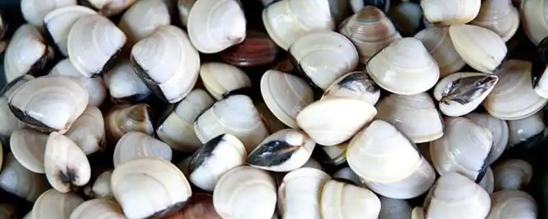 白螺怎么吃