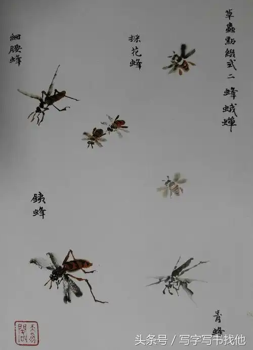 画国画怎么画好昆虫,有26幅与《芥子园画谱》对比图可入门