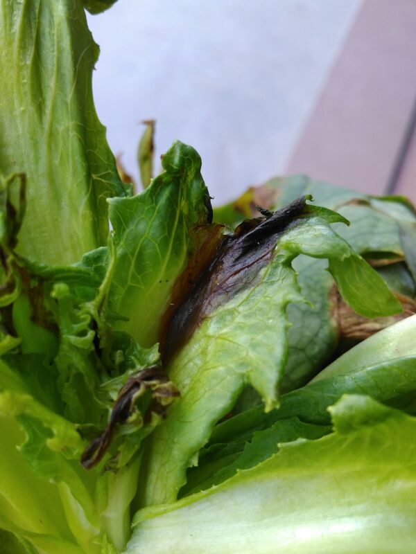 苦麦菜的病害实践中.