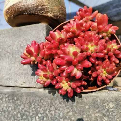 信心花舍虹之玉锦红色多肉植物带盆带土新手好养办公室绿植盆栽