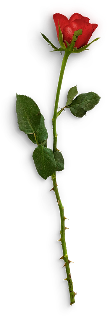 摄影真花玫瑰叶子png免抠410