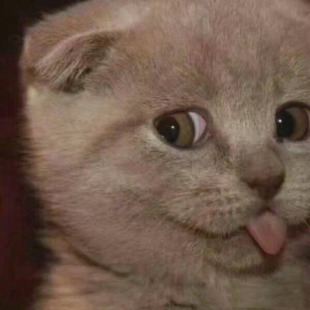 猫咪gif喵星人gif可爱gif伸舌头gif搞笑gif