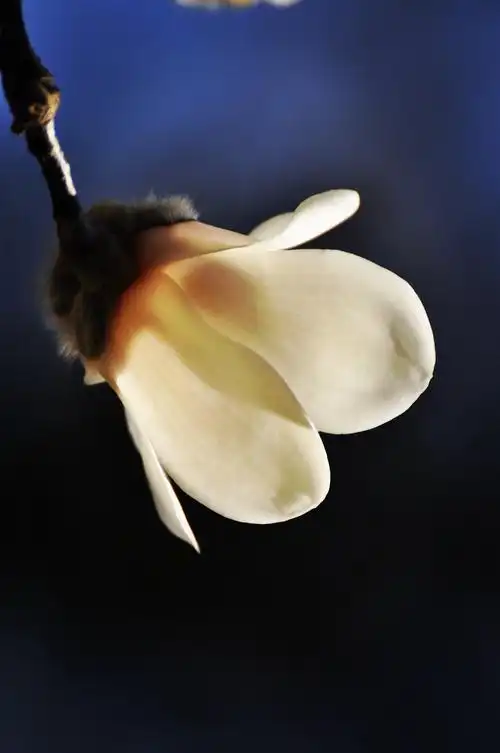 上海市花白玉兰