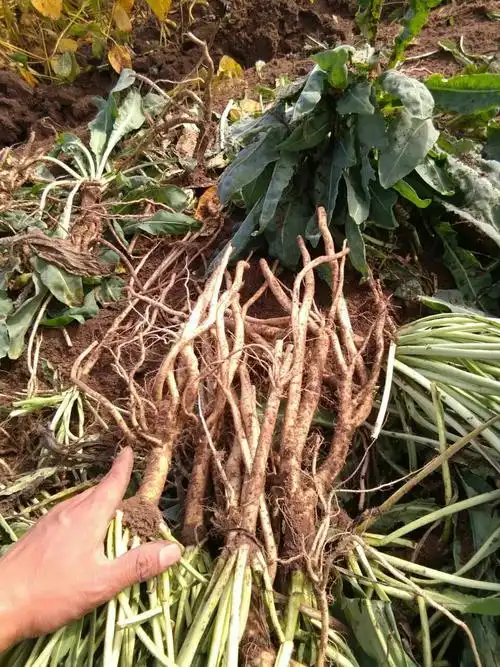 板蓝根秋收的季节泰来县好新中草药种植合作社