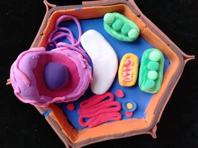 诗意的细胞奏响生命的赞歌——宁陕中学第二届生物模型制作大赛