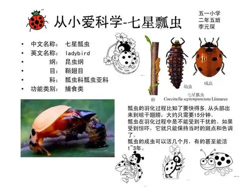 从小爱科学-七星瓢虫-lyc