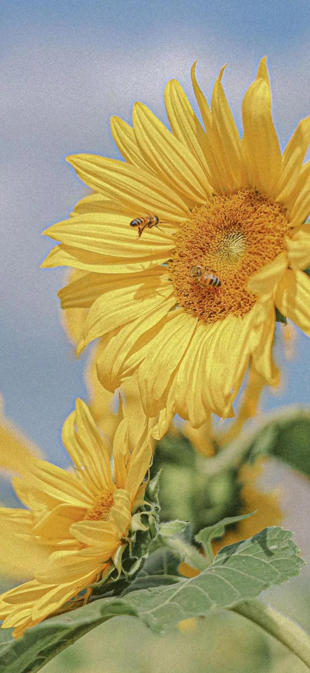 有哪些好看的手机壁纸会让你舍不得换掉