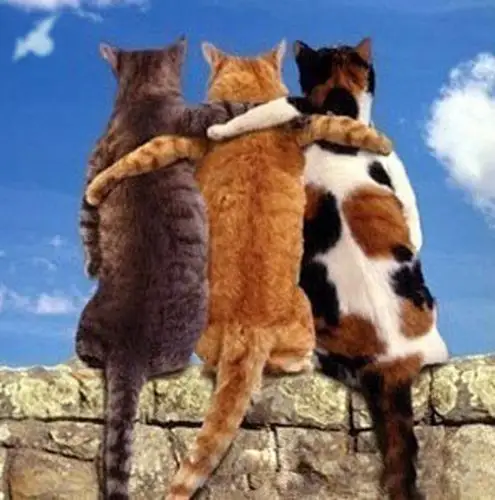 铁哥们!三剑客!