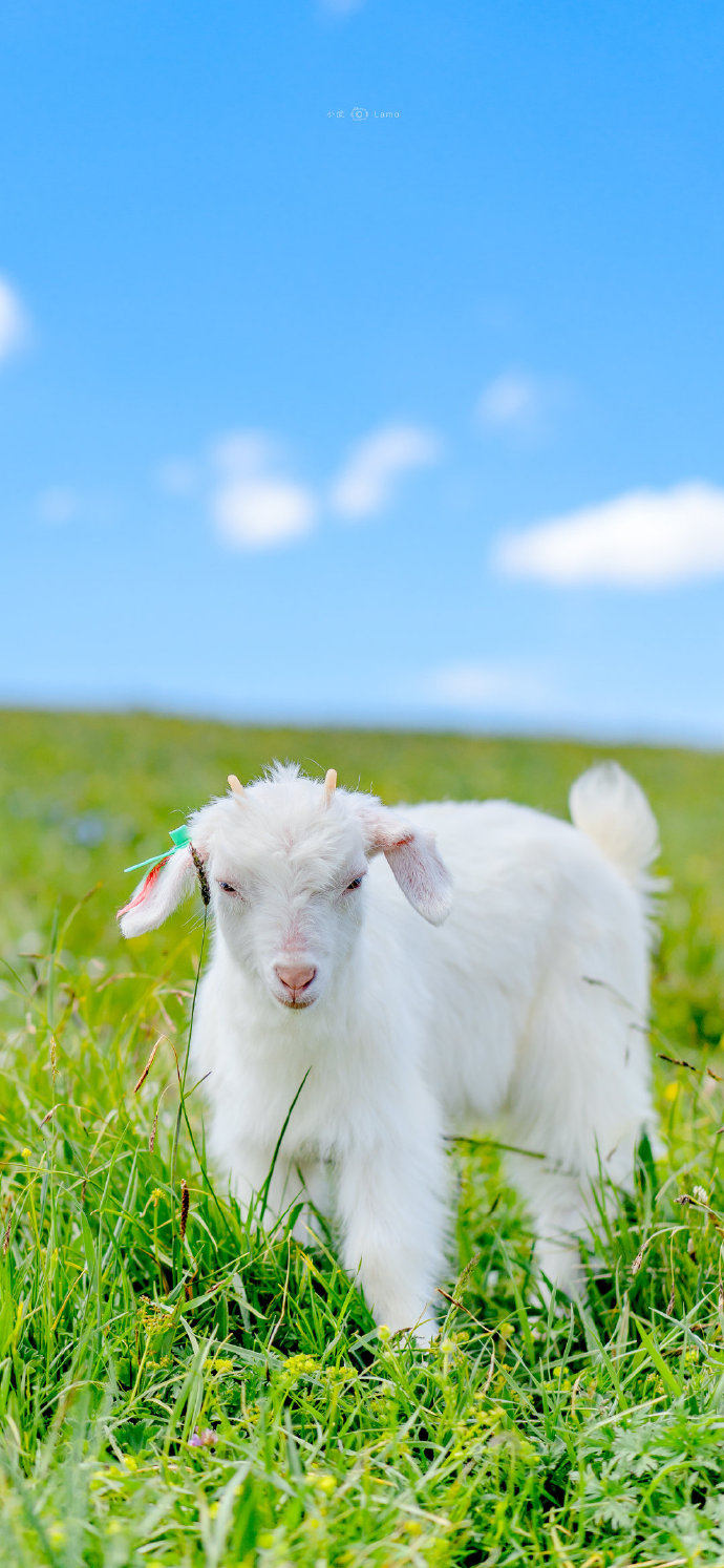 羊的屁屁也太可爱了