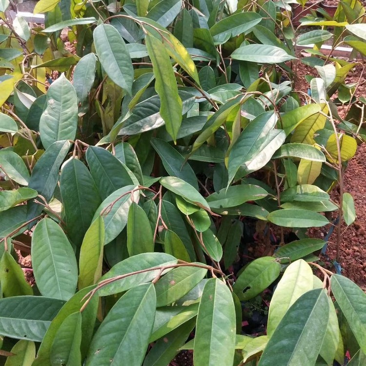 榴莲树苗榴莲小苗各种规格供应量大从优