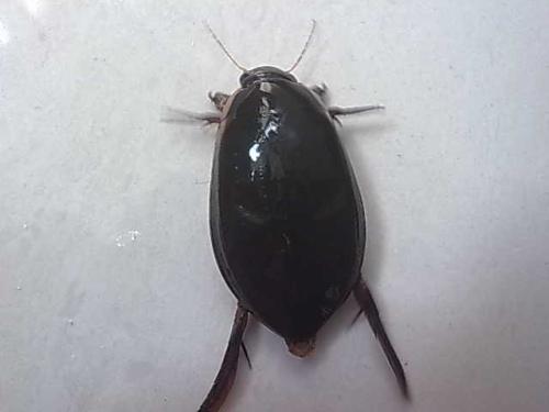 学校里面最近有超级多的黑色甲虫不怕水