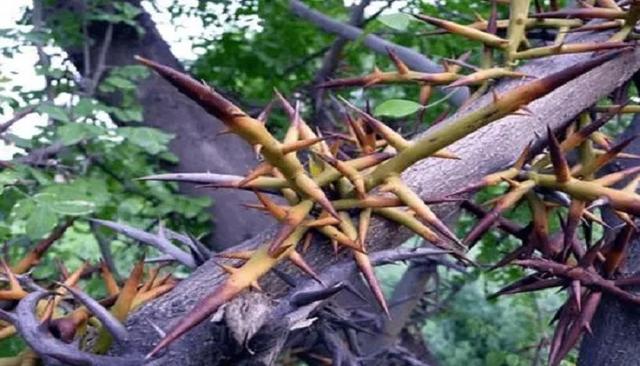 造刺树的功效与作用