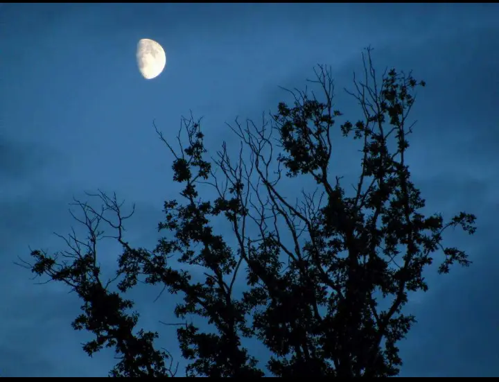 月下的树