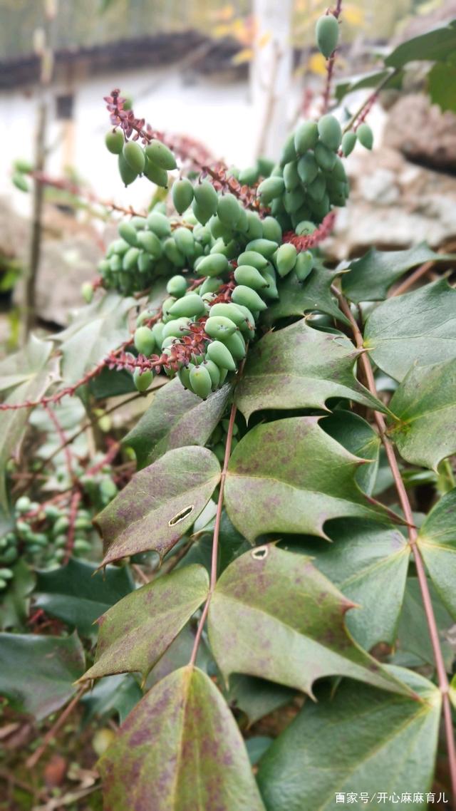 这是什么呀!我记得叫老虎刺.