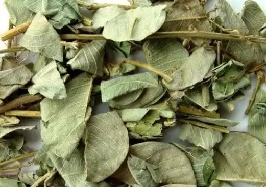 广东金钱草的功效与作用