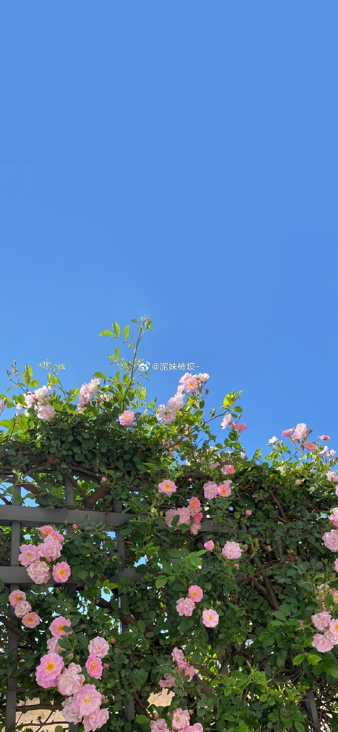 壁纸 花 桌面 690_1493 竖版 竖屏 手机