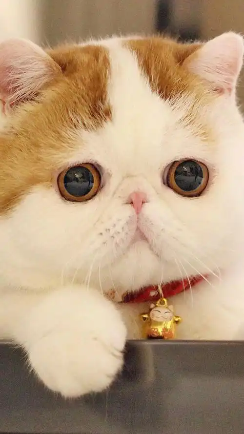 超可爱胖嘟嘟猫咪