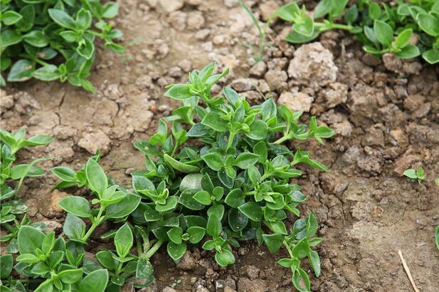 无公害 新鲜田七叶(5元/三两/份)