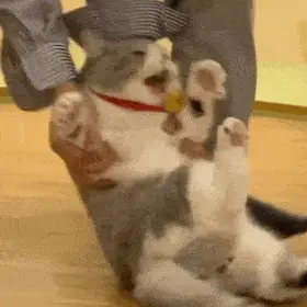 历史回顾|网红猫咪 | 大头表情包(二)