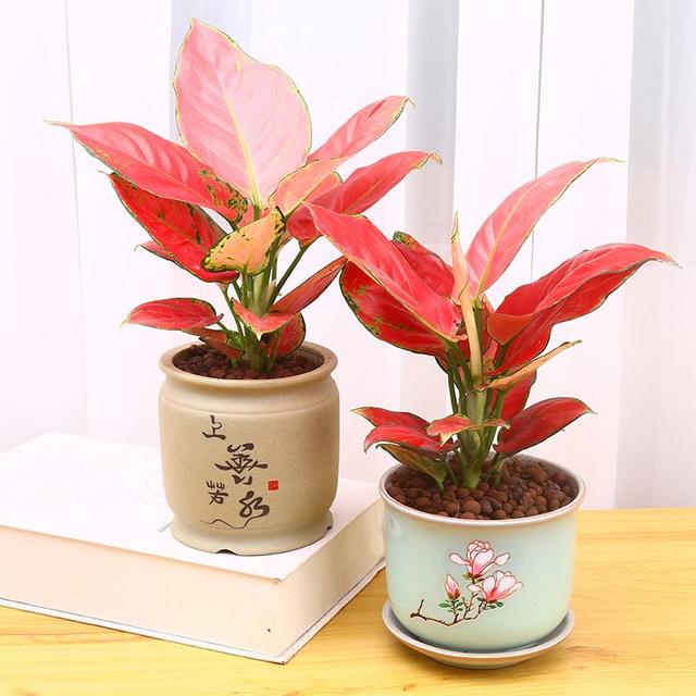 养花的13个常识性错误,有人全犯,难怪养啥花都活不长